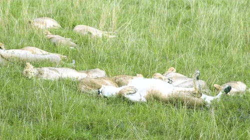 A Pride of Lions and Lionesses Sleeping and Resting in the Tall Green Savanna Grass Including One