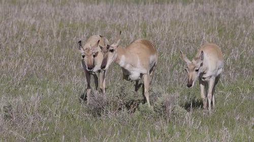 Antelope on a Green Grass Field During Sunny Day