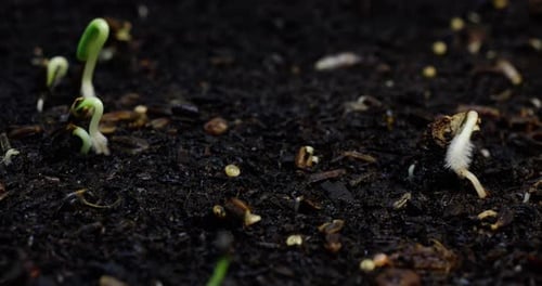 Germination of a Sprout From the Ground and the Appearance of a Plant in Nature