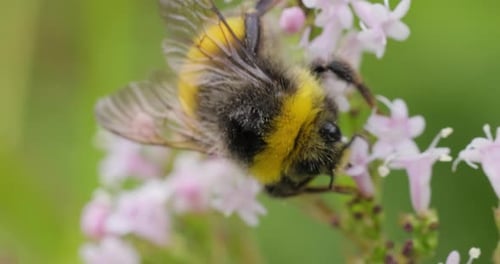 Bumblebee Collects Pollen on Delicate Pink Flowers