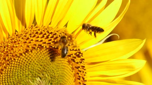 Abeja melífera sobre girasol amarillo