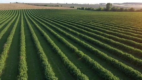 Aerial view of green fields with currants and trees at beautiful sunny day
