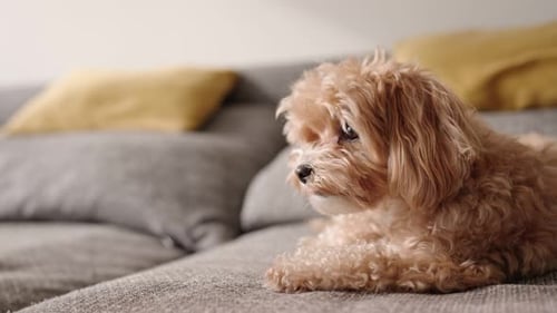 Small Dog Relaxing on Couch with Owner