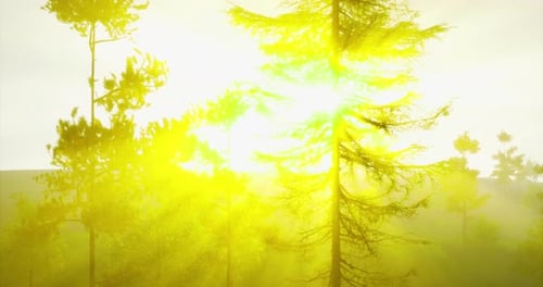 La lumière du soleil filtrant à travers les arbres crée une atmosphère chaude et dorée dans la nature