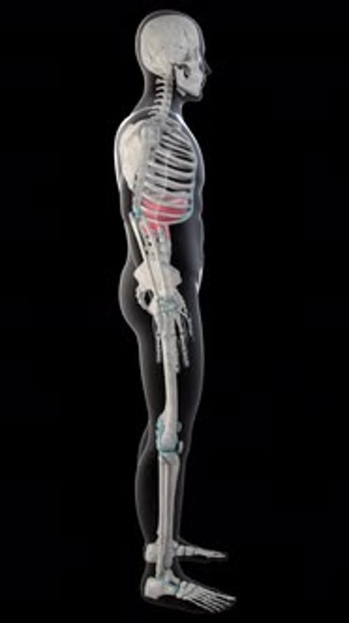 Diaphragm Muscles On Whole Human Body Vertical Video