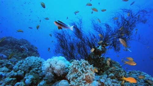 Underwater Reef Coral Scene
