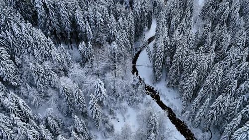 Wavy narrow river flows in the pine-tree woods covered with snow.