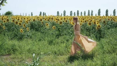 Woman in Elegant Dress Walks on the Sunflower Field