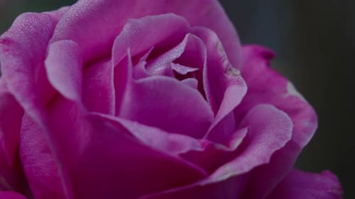 Dramatic Close Up of a Dewy Rose