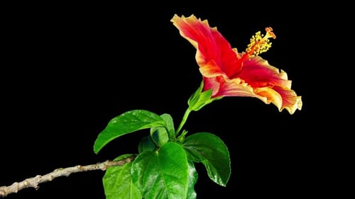 Hibiskusblüte blüht. Die Knospe schließt sich an einer großen rotgelben Blüte. Zeitraffer eines blühenden Hibiskus