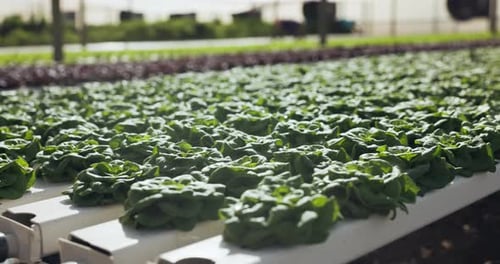 Hydroponic farm, vegetables and greenhouse closeup in plant production and agriculture technology