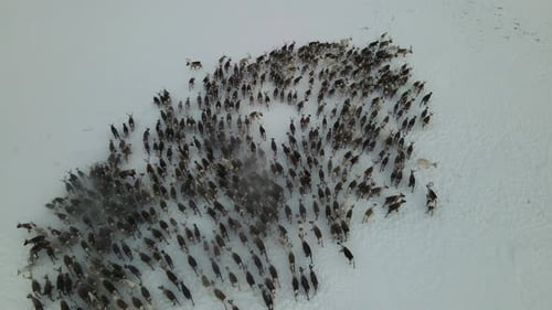 Deer Walking Through a Snowy Forest in Winter Drone Shot