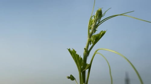 Vigne de courge amère avec boutons floraux et vrilles