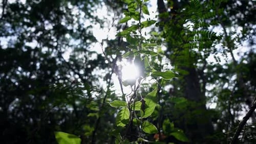 Beautiful Sun shine through the green leafage