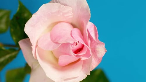 Close Up Pink Rose Blooming on Blue Background