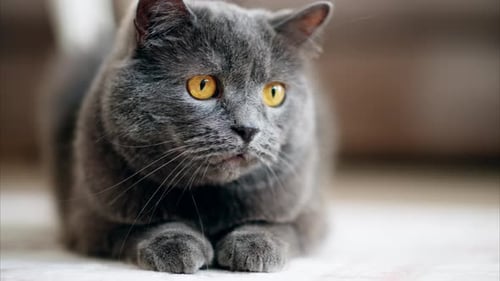 British Shorthair cat with orange eyes lying on the floor, playing with a ball