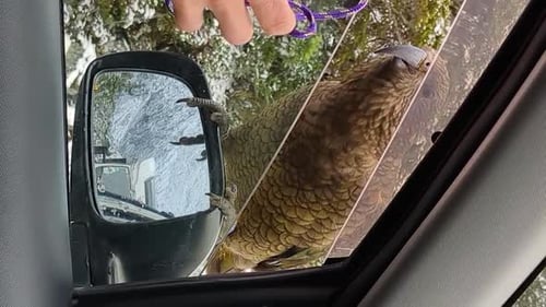 Curieux oiseau kea interagissant avec les voitures qui passent dans l'espoir de se procurer des collations. Verticale
