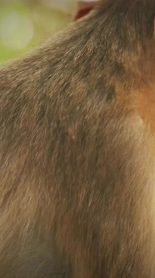 Bonnet Goa India Macaque Macaca