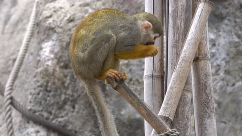 Singe écureuil primate (Saimiri Sciureus) mangeant de la mandarine sur une branche de bambou au zoo. - Statique