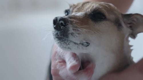 Dog Getting a Bath with Soap and Water