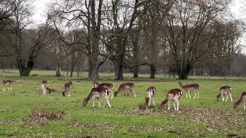 Group of Cute Young Roes grazing on grass field outdoors during cloudy day - Close up