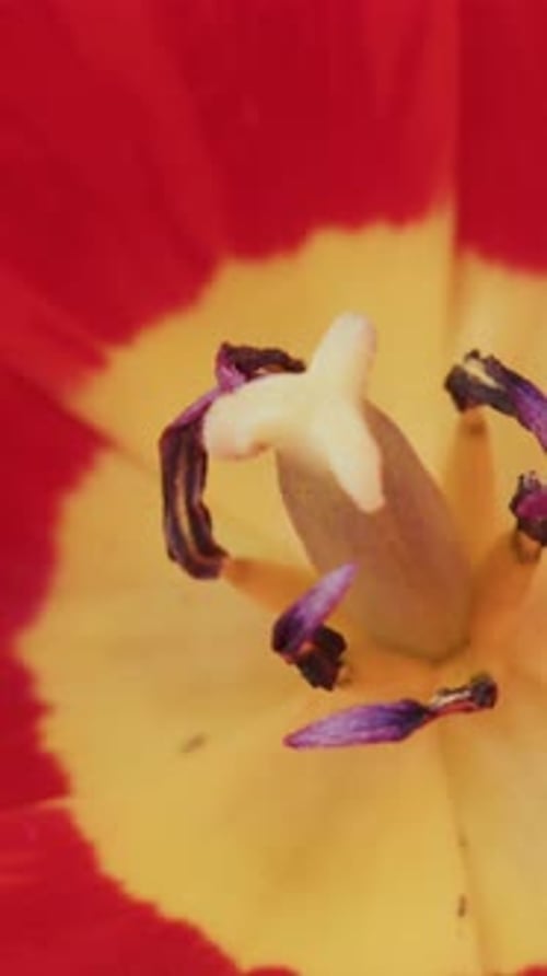 Bright Red Petals Frame a Yellow Center