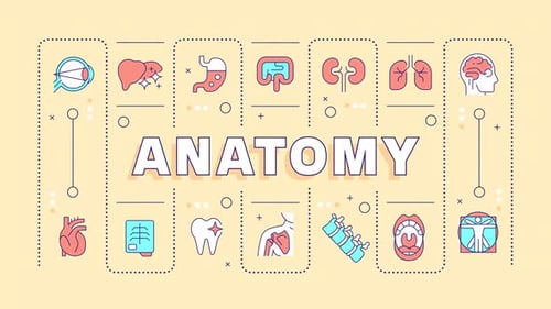 Flat Design Animated Anatomy Icons with Medical Human Organs