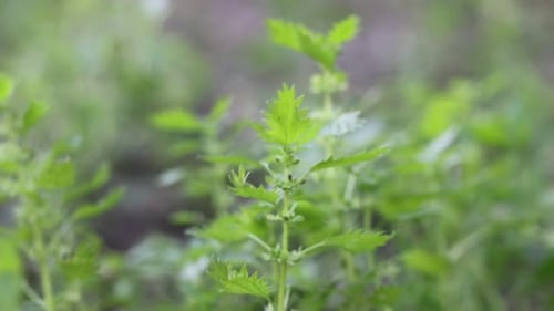 Nettle plant with green leaves growing outdoors, closeup