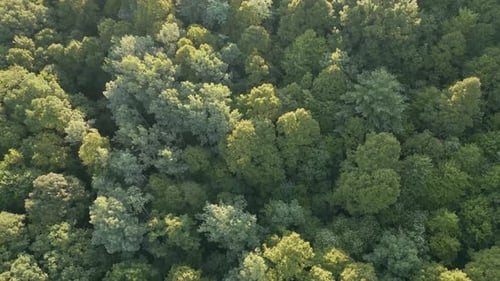 An aerial view of a dense, vibrant forest canopy during summer. The lush green foliage provides a pe