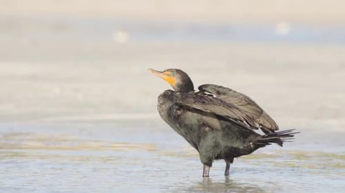 Kormoranvogel breitet Flügel aus und reibt sich in Zeitlupe den Kopf am Sandstrand