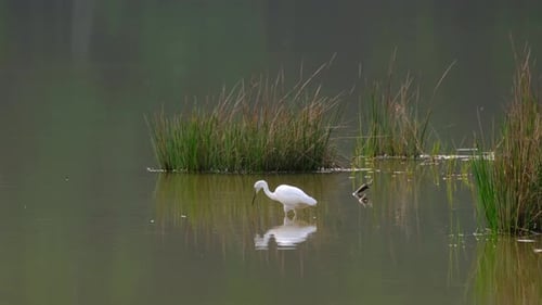 Seidenreiher, Egretta Garzetta, Thailand; nach links schauen, Kopf tief senken und dann plötzlich zuschlagen