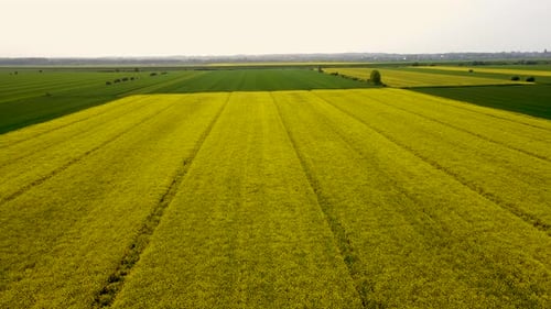 Blooming Canola Flowers Aerial View Yellow Rapeseed in Agricultural Field in Summer