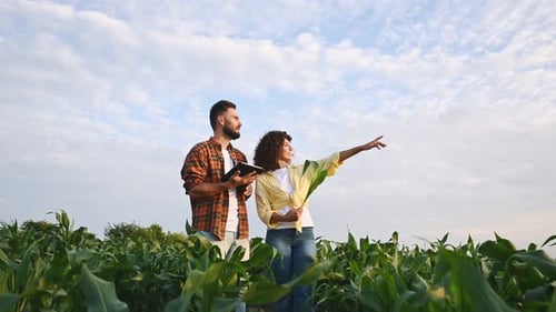 Rural non urban scene. Man and woman are on the corn agricultural field.