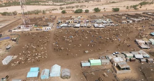 Aerial View Of Camel Market In Nouakchott, Mauritania, Africa.