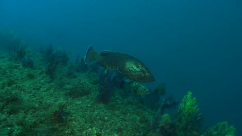 Groupers swimming over coral reef