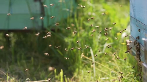 Busy Honeybees Swarming Around a Rural Beehive