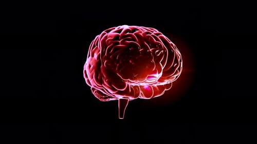 Brain Neurons. Animation of neuron cells. Nerve cells Activity