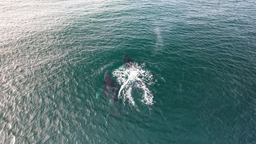 Humpback Whale Breathing In The Surface Of Blue Sea In Summer. - aerial shot