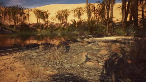 Palm Trees Lining a Serene Oasis in a Desert Landscape During Daylight