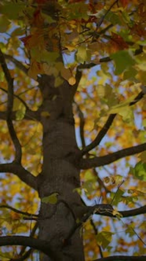 La beauté fascinante des feuilles d'automne avec un tronc d'arbre magnifiquement vu d'en bas