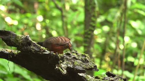 Rufous-fronted Wood-Quail Perched on Mossy Branch