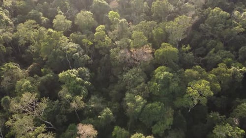 Aerial flyover peaceful dense Iguazu Rainforest jungle in Argentina at sunset time