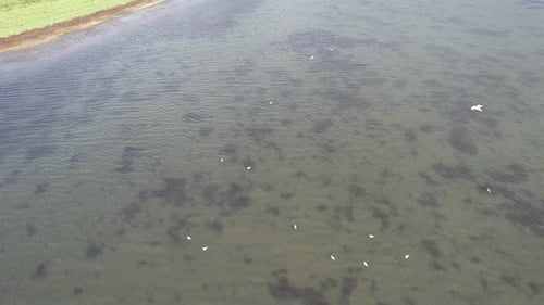 Birds Gather near Shoreline in Calm Ocean