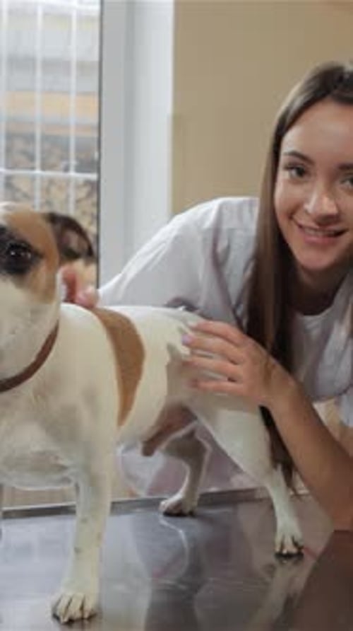 Woman Veterinarian petting dog in exam room