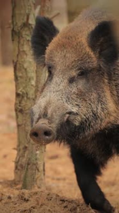 Set Belarus Wild Boar Or