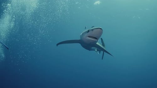 Blue Shark swimming in the blue water in the Atlantic ocean in 4k slow motion