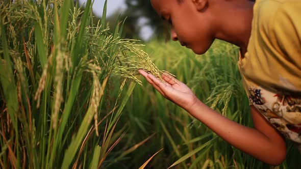 boy playing and inhaling the smell of basmati rice grains, Food Stock ...
