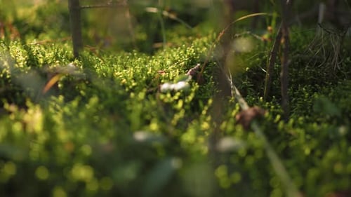 Nahaufnahme von üppigem grünem Moos und Gras auf sonnenbeschienenem Waldboden