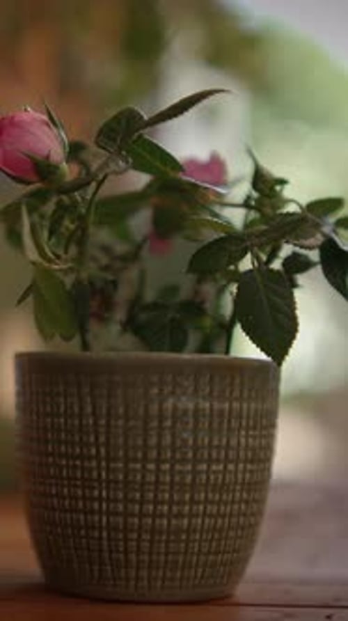 Potted Pink Rose Plant With Green Leaves