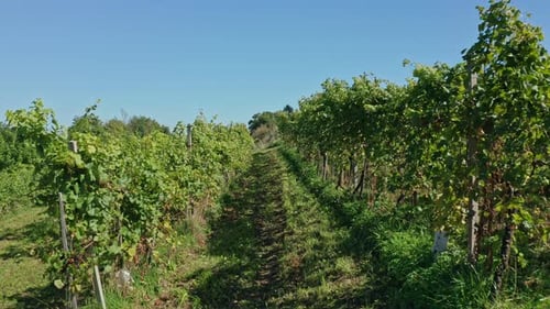 Luftbild des Weinbergs, Flug durch Weinrebenreihen, Weinlese